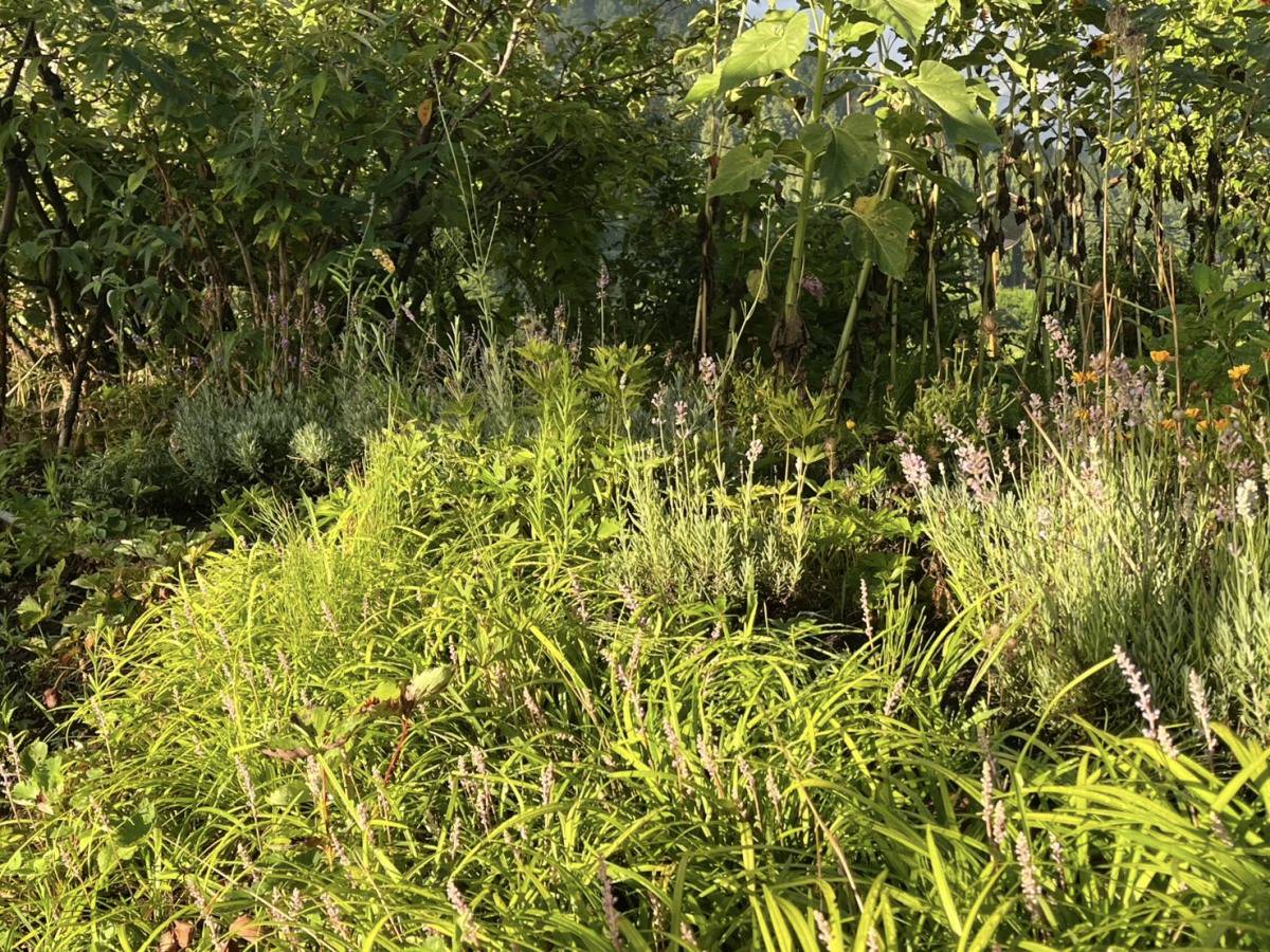 夕日に照らされた花壇のラベンダーと下草