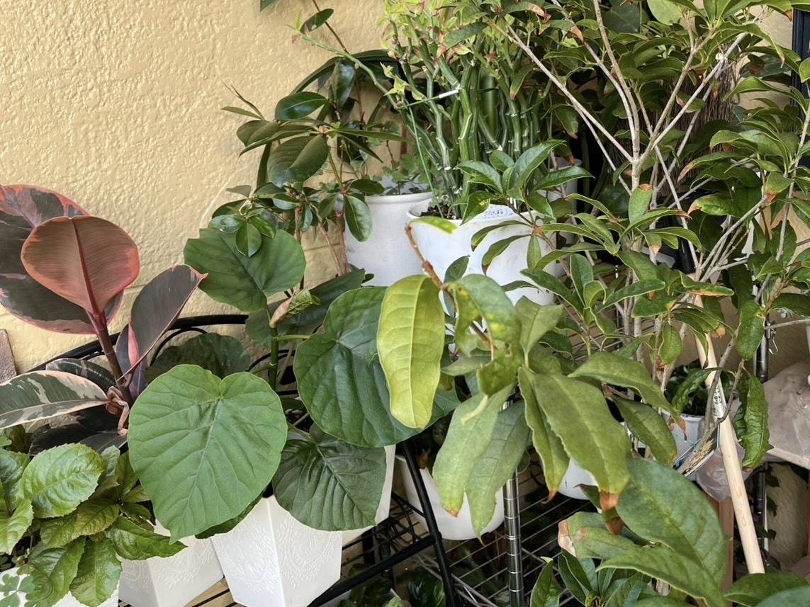 壁際の棚に前後で重なるように並べた観葉植物の鉢と、手前に垂れた大きな葉