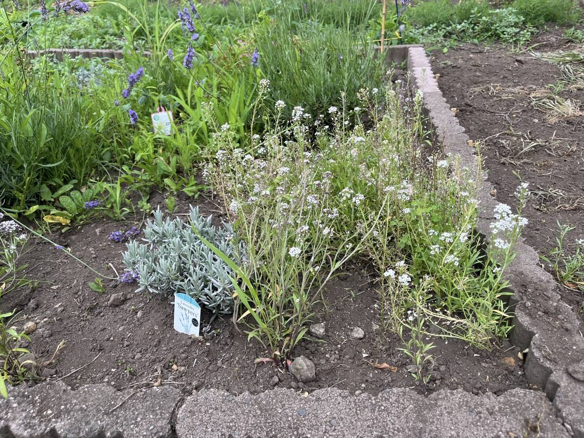 ラベンダーの株元に白い小花のアリッサムが広がる花壇
