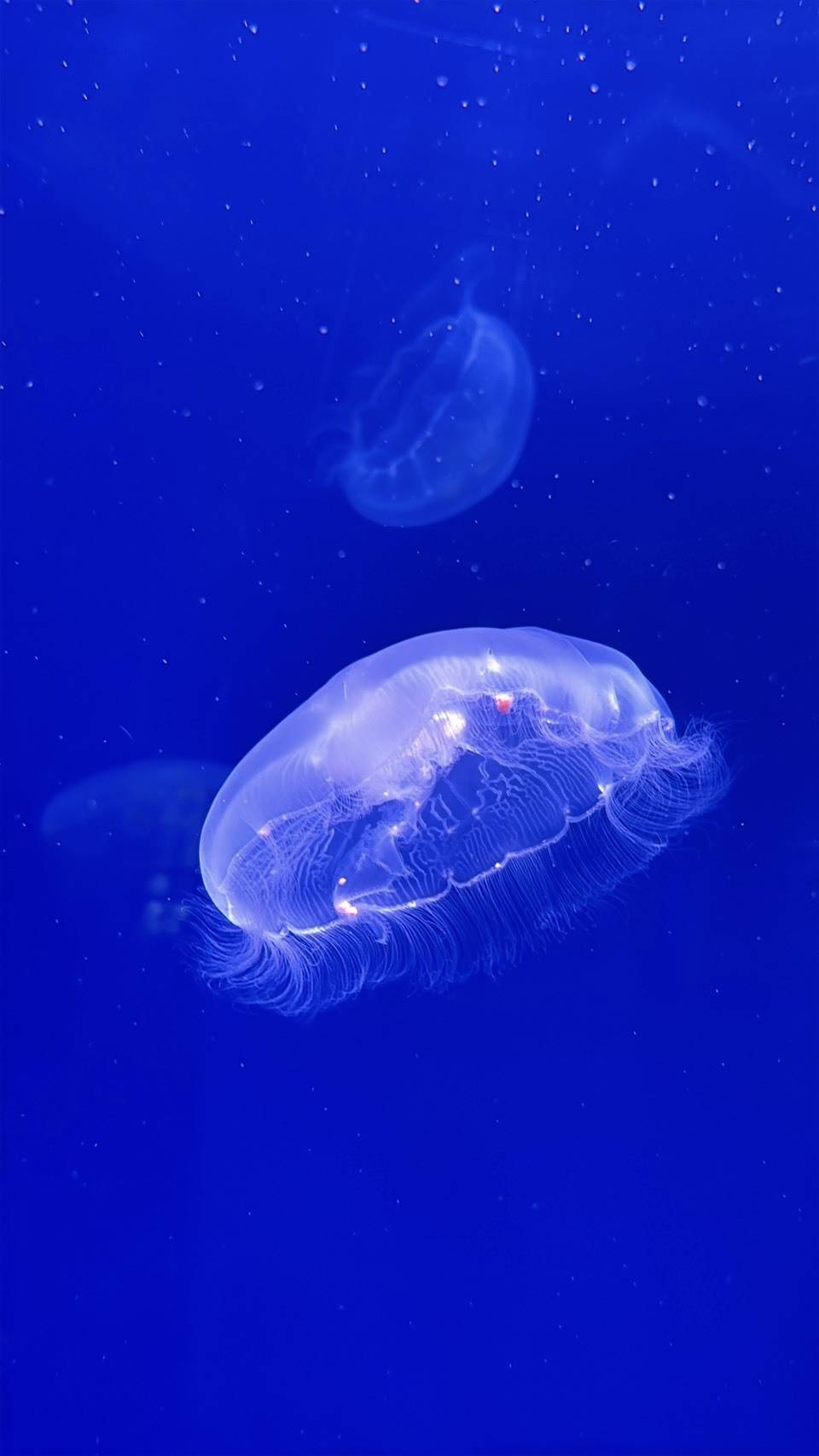 「うみたまご」のクラゲ