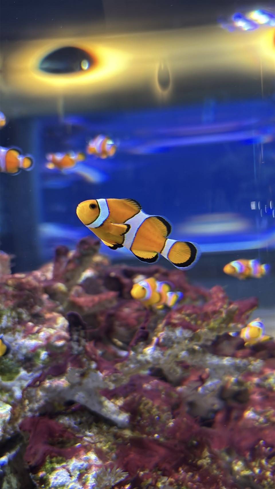 「うみたまご」の魚