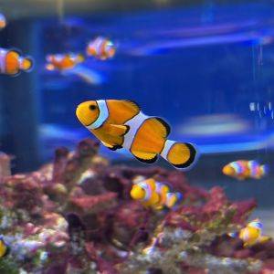 【大分県】キッズルームがある水族館！子連れに優しい「うみたまご」