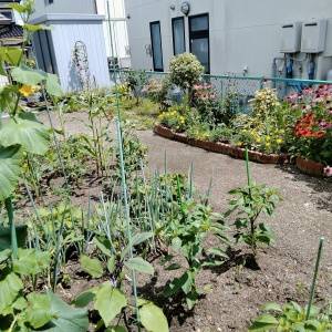 夏の植え替えや植え付けは避けるべき？涼しい時期を待つのがおすすめのワケ