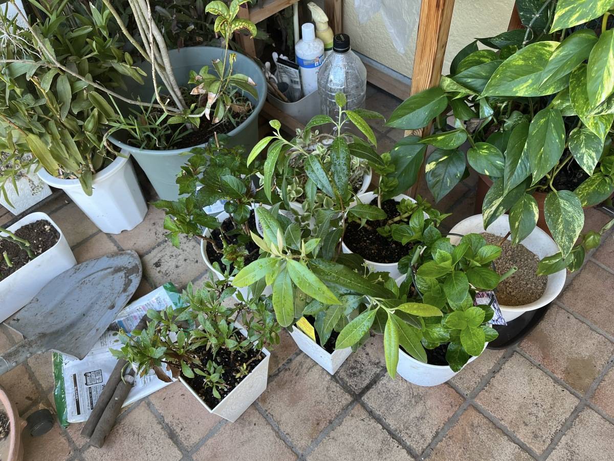 建物の軒下のタイルに並べられた鉢植え
