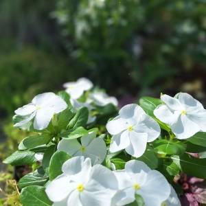 暑い夏も乗り越える。育ててわかった「長〜く咲く」おすすめの花6選