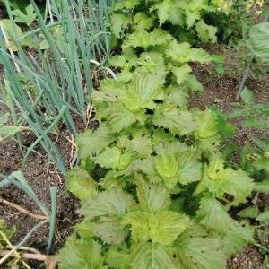 家庭菜園デビューはコレ。初心者でも失敗しにくい野菜7選と育て方のコツ