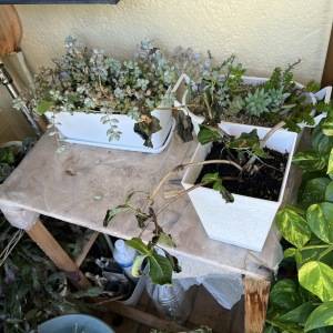 水やりのしすぎに注意。鉢植えを枯らさないおすすめのコツ3選