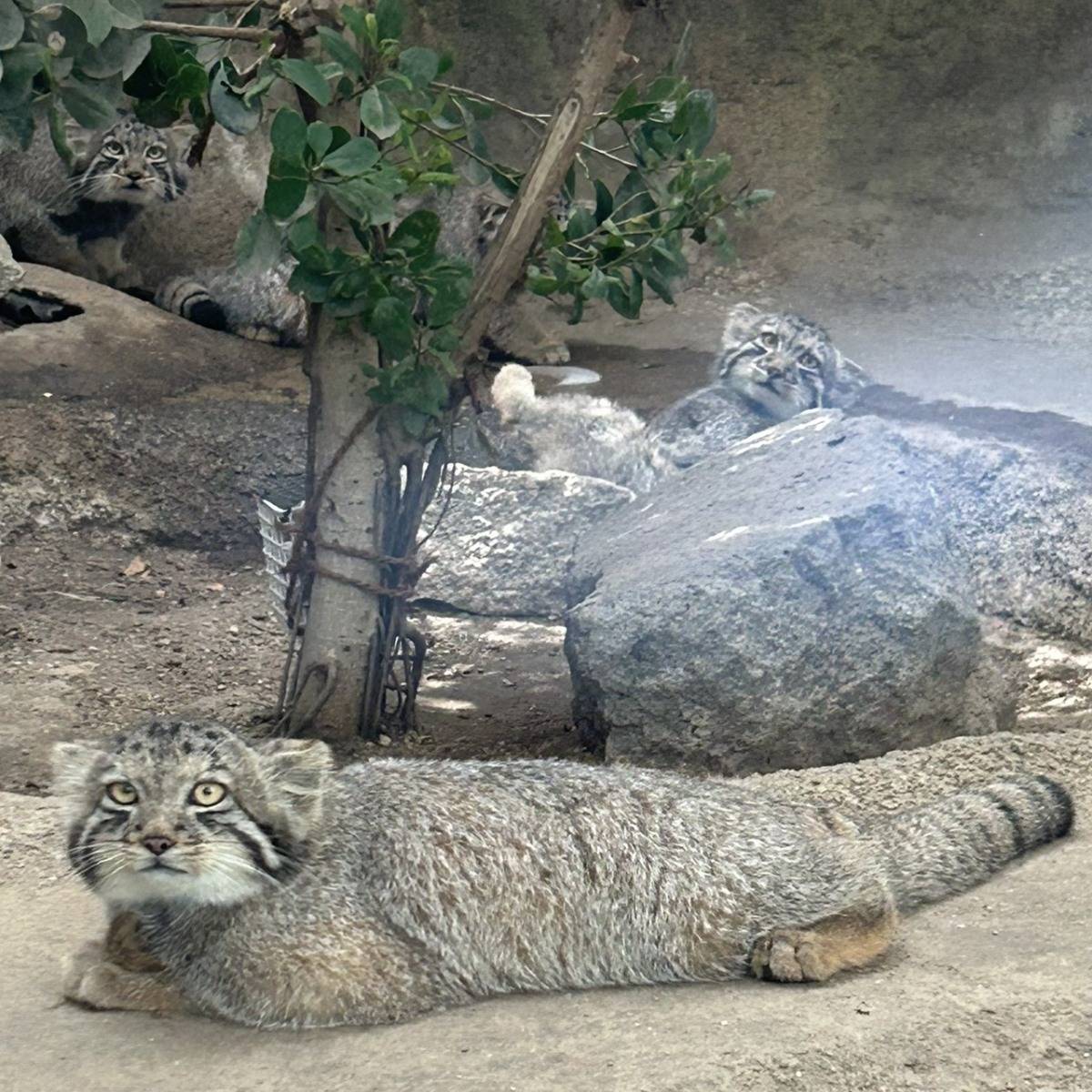 神戸どうぶつ王国のマヌルネコ