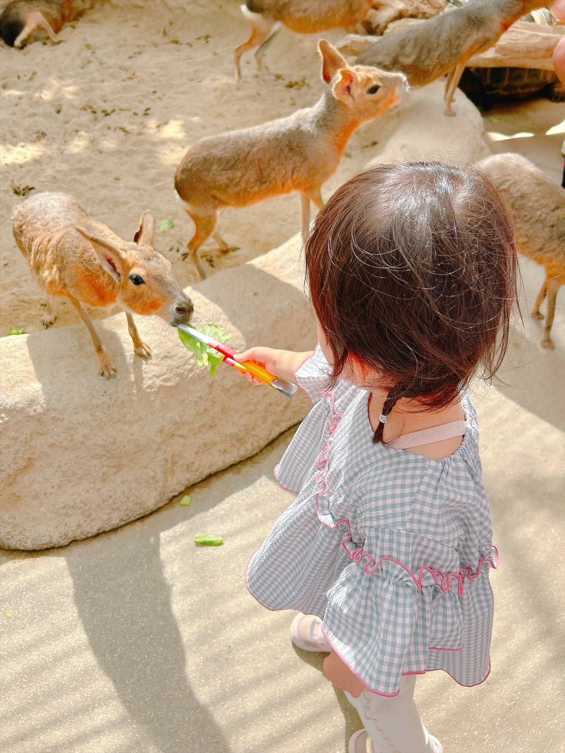 神戸どうぶつ王国で餌をあげる女の子