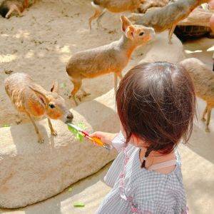 【兵庫県】ふれあい体験も♪フードメニューも楽しめる神戸どうぶつ王国
