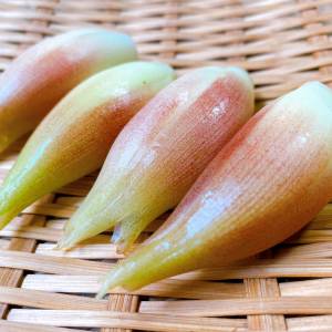 夫がずっとコレ食べてる。切って和えるだけの「みょうが」の簡単レシピ