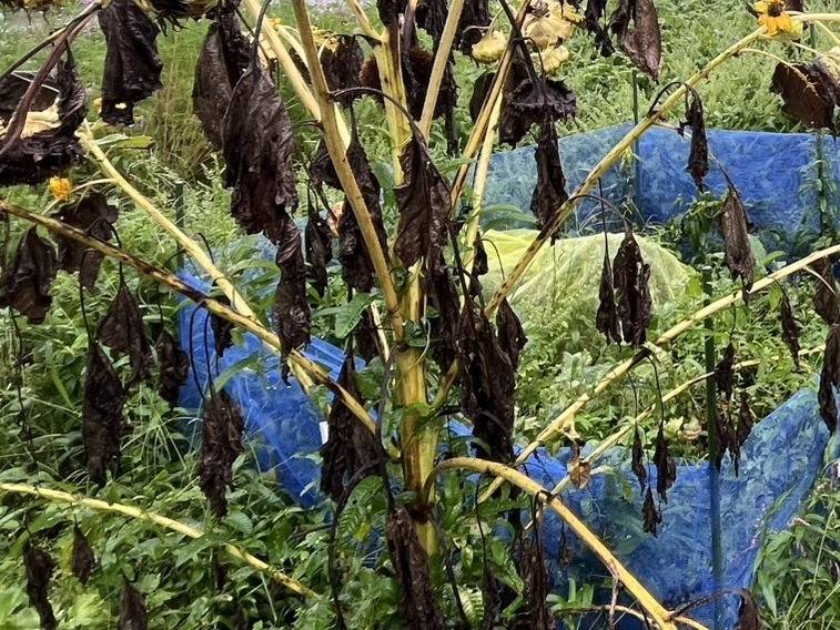花が終わり、黒く枯れた葉が垂れ下がったひまわりの株