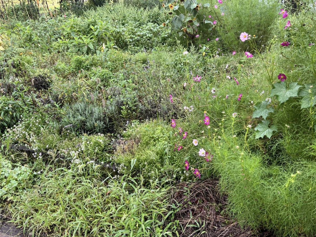 ピンクや濃い紅色の花を咲かせたコスモスと、細かく茂った葉