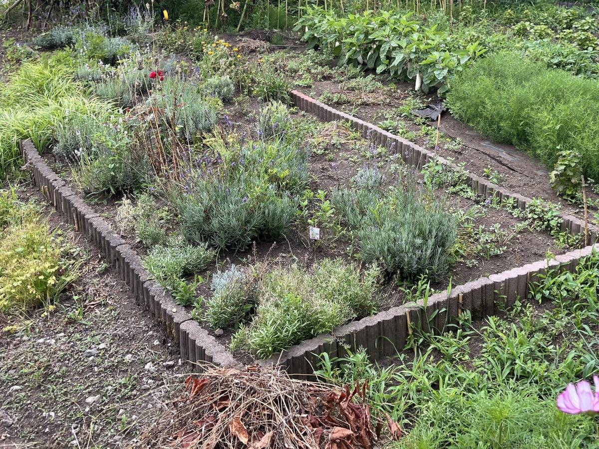草取りを終えた花壇に並ぶラベンダーやハーブと、奥に咲くひまわり