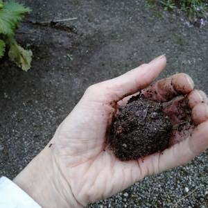 雨がやんでも土がなかなか乾かない。水はけの悪い庭を改善する方法4選