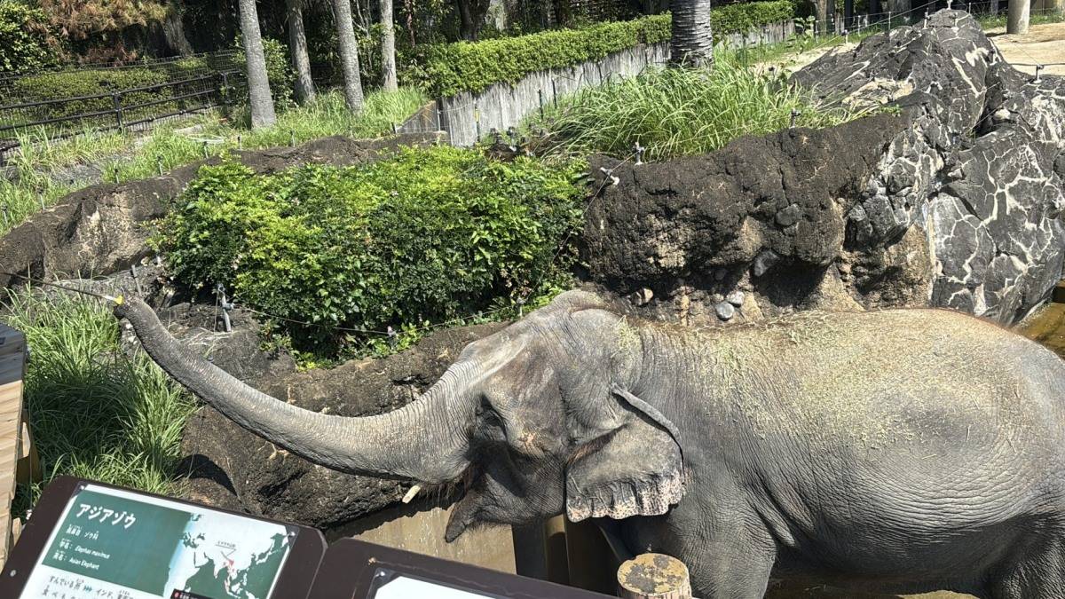 宮崎市フェニックス自然動物園の象