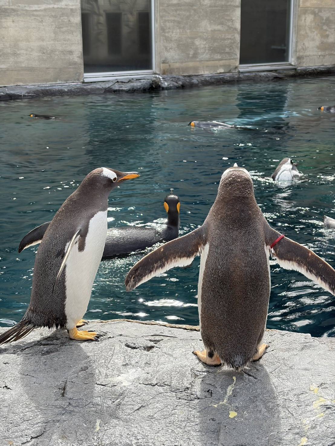 旭山動物園のペンギン