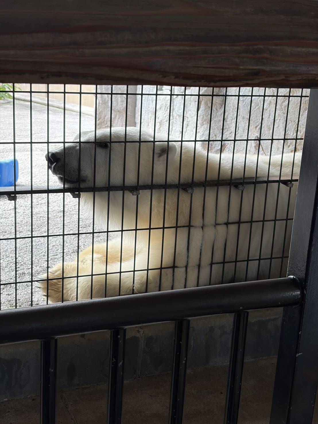旭山動物園のホッキョクグマ