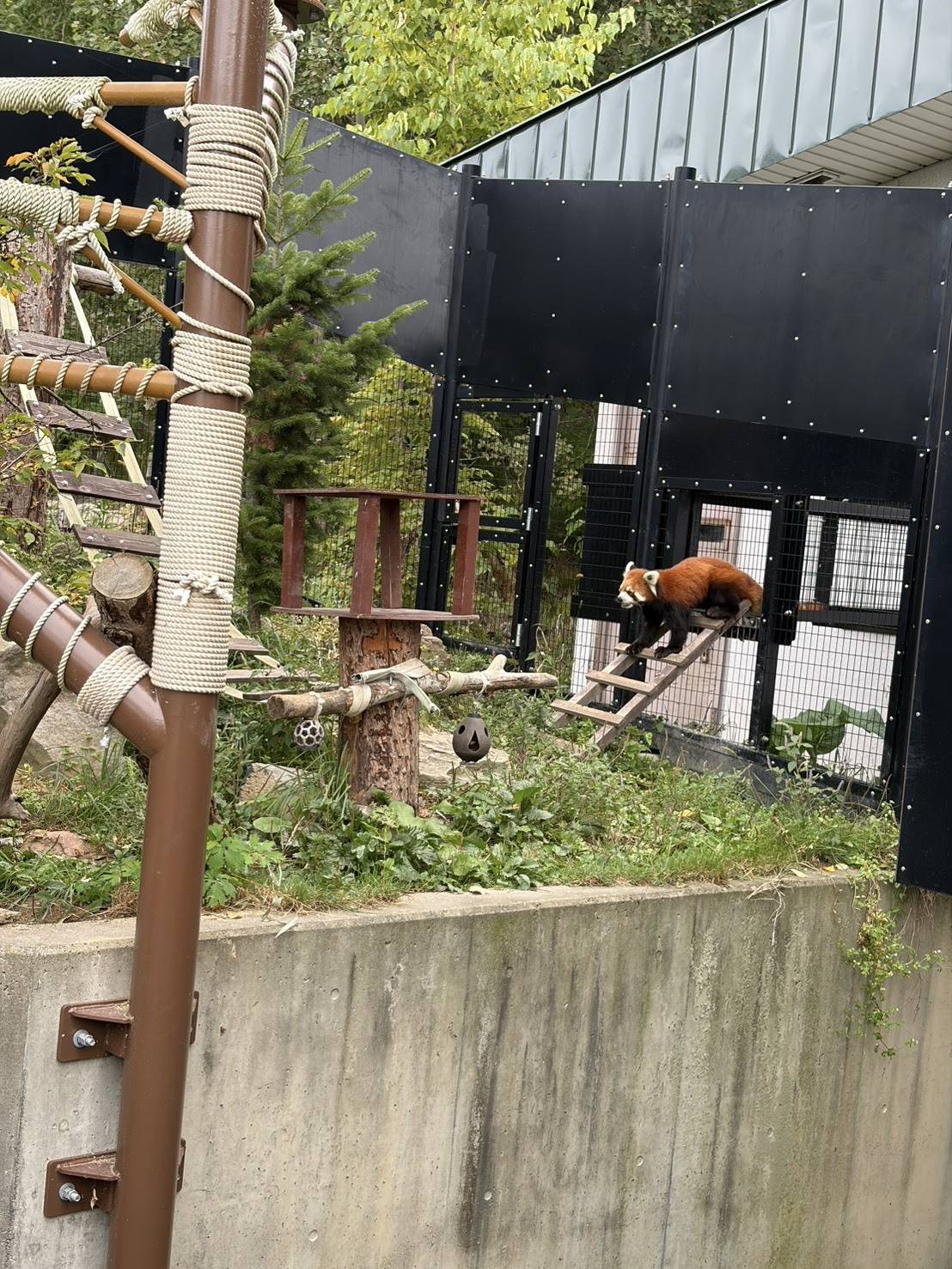 旭山動物園のレッサーパンダ