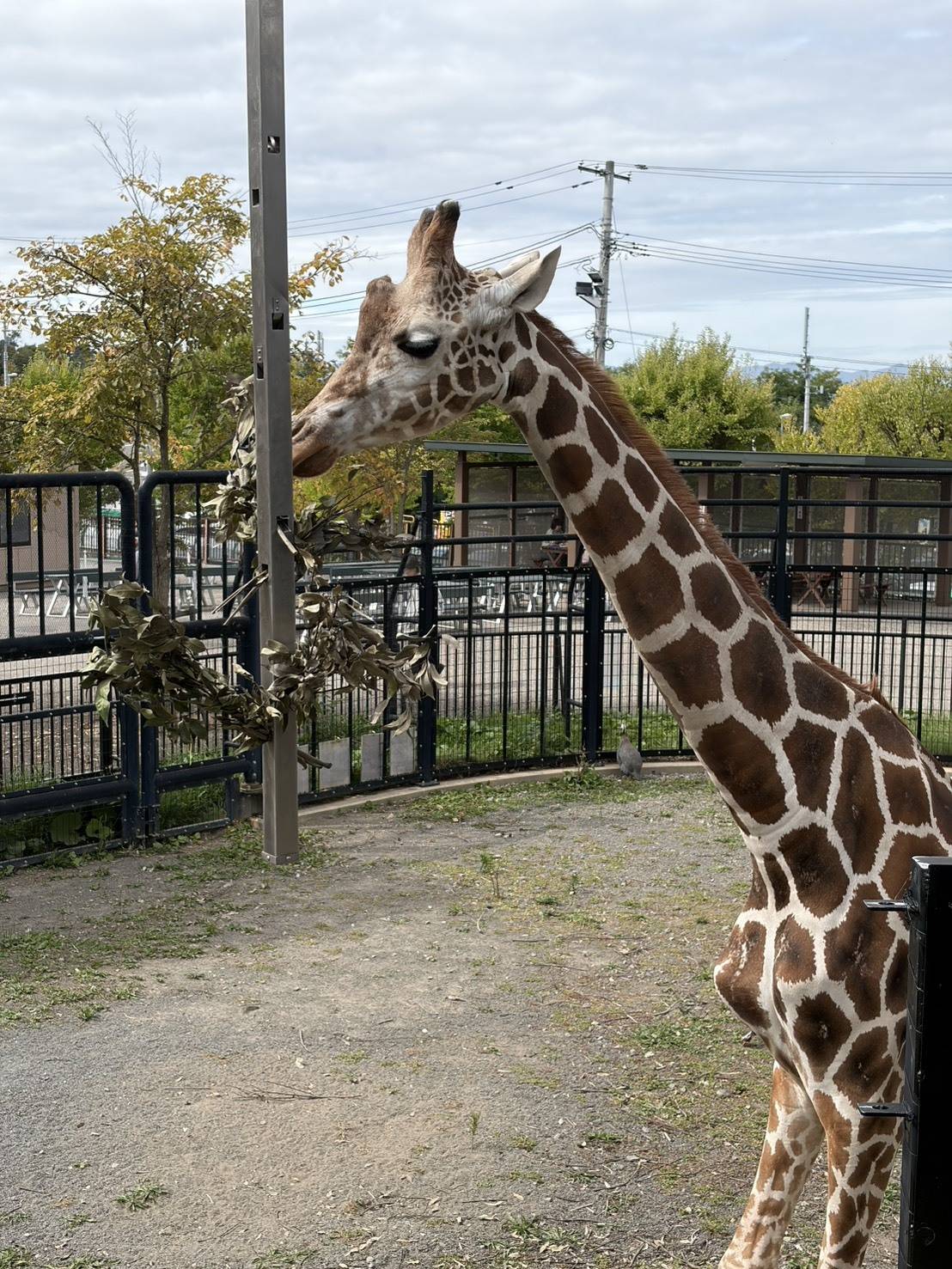 旭山動物園のキリン