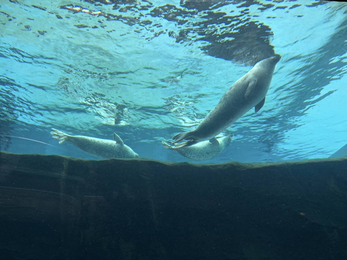 旭山動物園のアザラシ