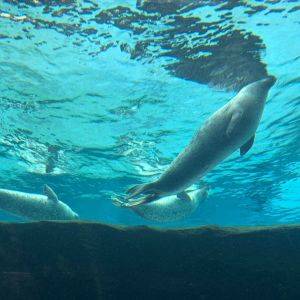 【北海道】朝イチの入園がおすすめ！ゆったり楽しめる「旭山動物園」