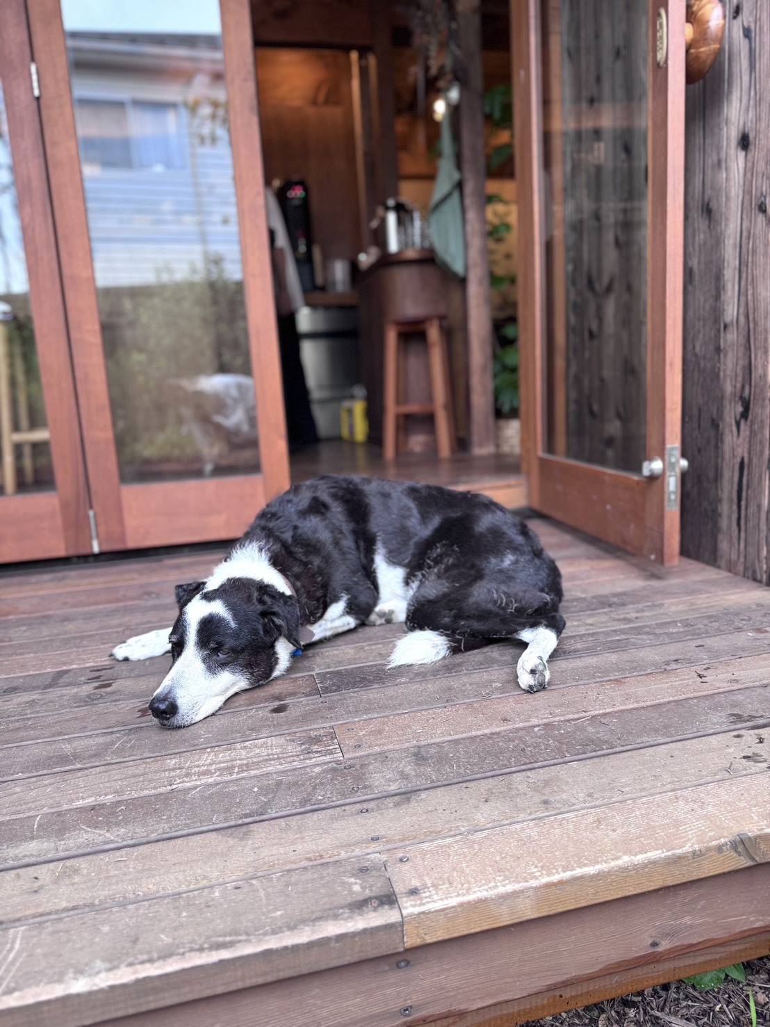 「The Pass」の入り口と犬